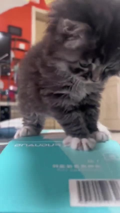 Bro is scared of heights