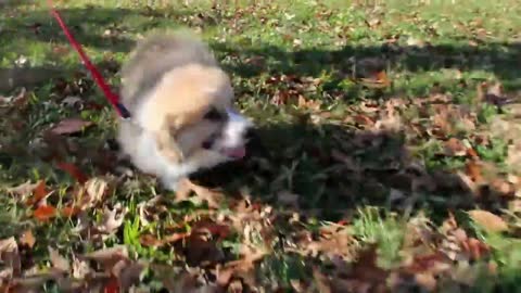 Corgi puppy running