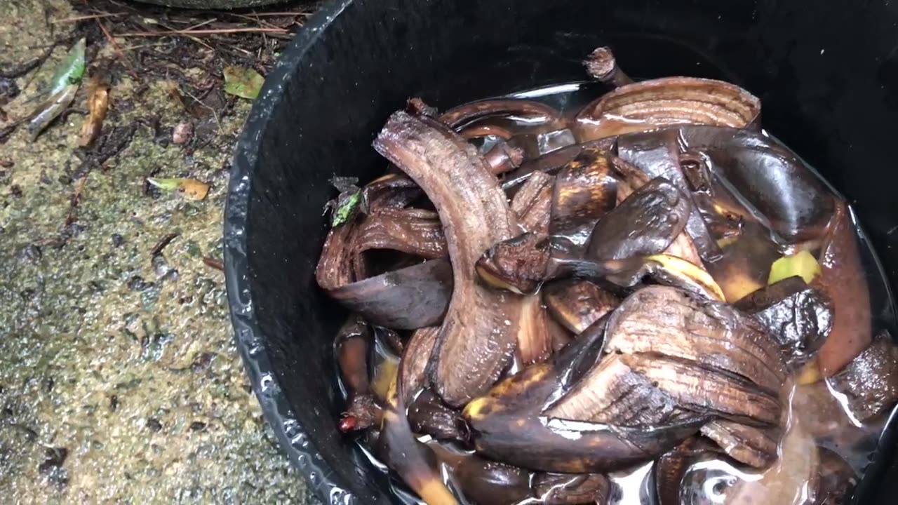 Banana Peel Water; Great Fertilizer, Green Frog Tested