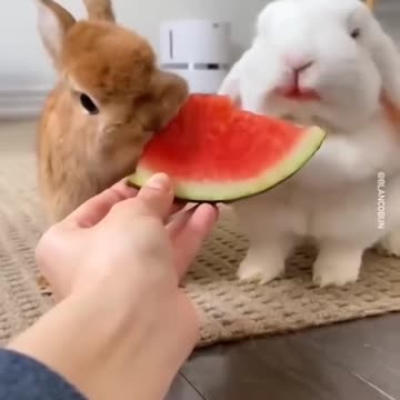 World cutest and funniest rabbit compilation 2023