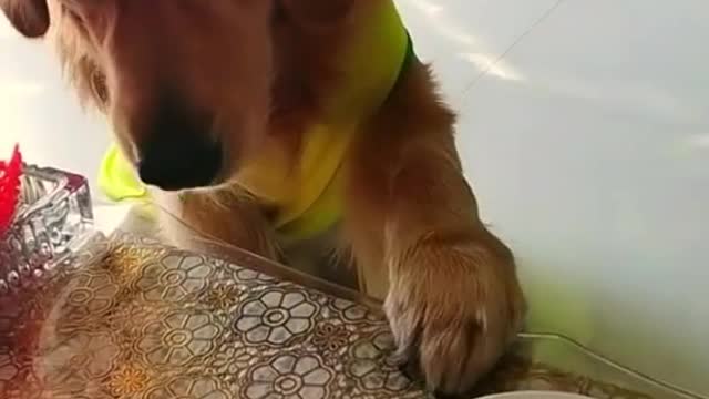 Funny Dog Video2