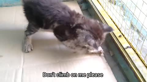 Mother Cat Has Adopted Orphan Kitten Now Kitten Is Beating Her Kittens