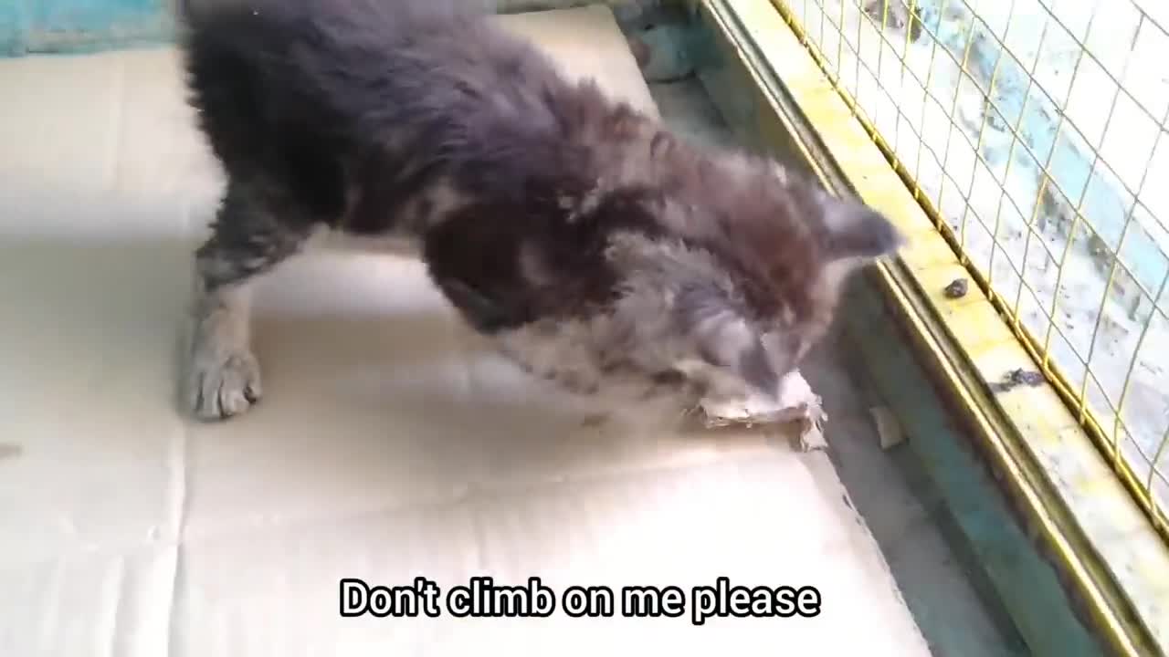 Mother Cat Has Adopted Orphan Kitten Now Kitten Is Beating Her Kittens