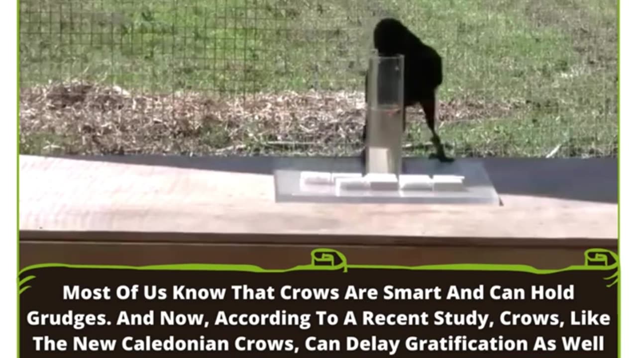 Clever Crows: Delayed Gratification Skills That Rival Preschoolers