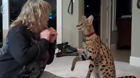 Kyan the Serval and his mom Linda