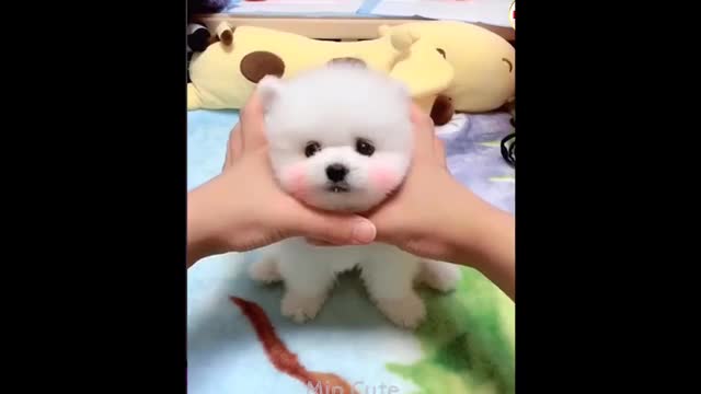 Funny cut Dog