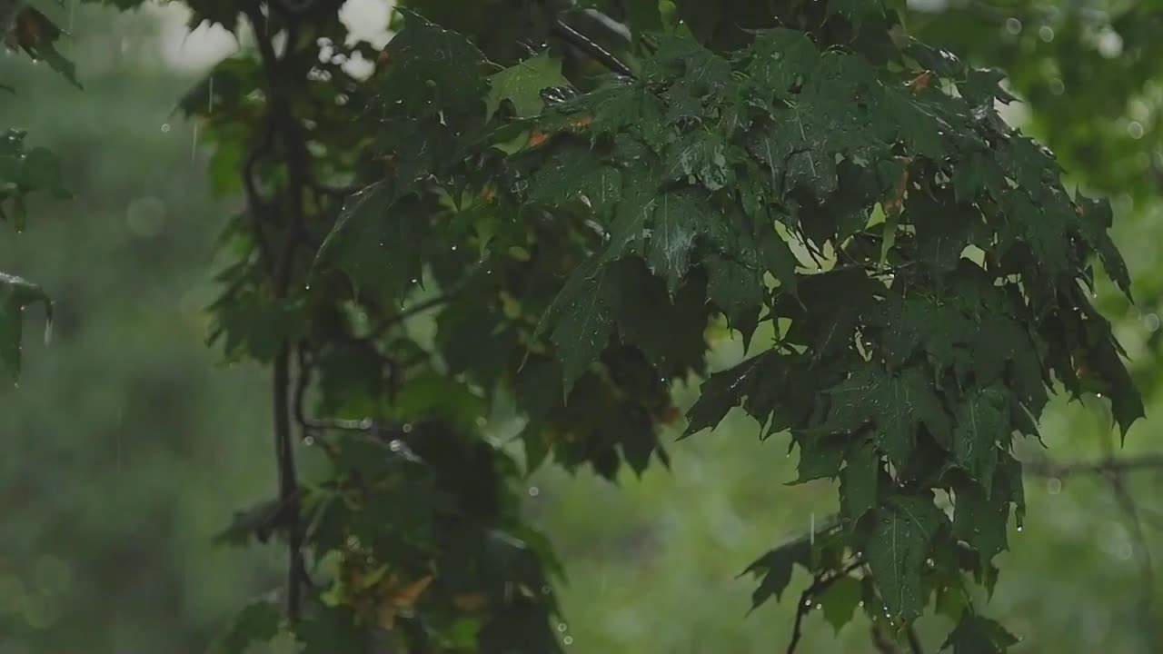 Rain and Nature Meditation #rain #meditation #calm #soothing #peace #yoga