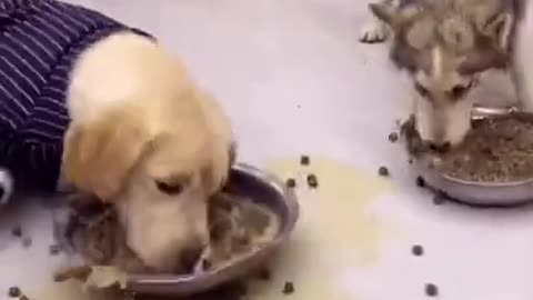 Cute Dog