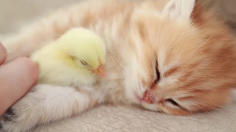 The cat is playing with the chick