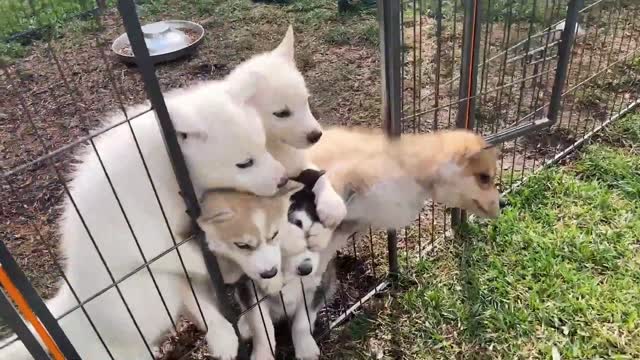 8 fatos sobre cães bizarros que você precisa saber