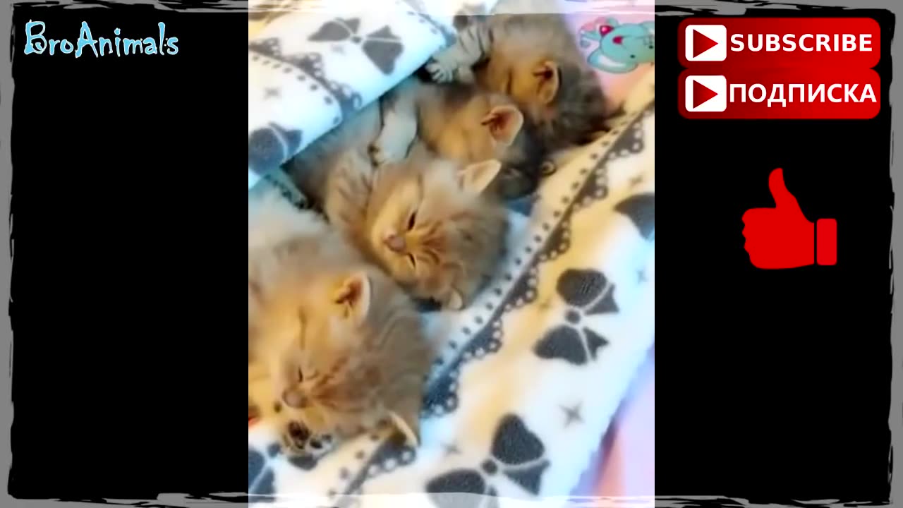 Милые Котики и Котята _ Sweet Cats and Kittens