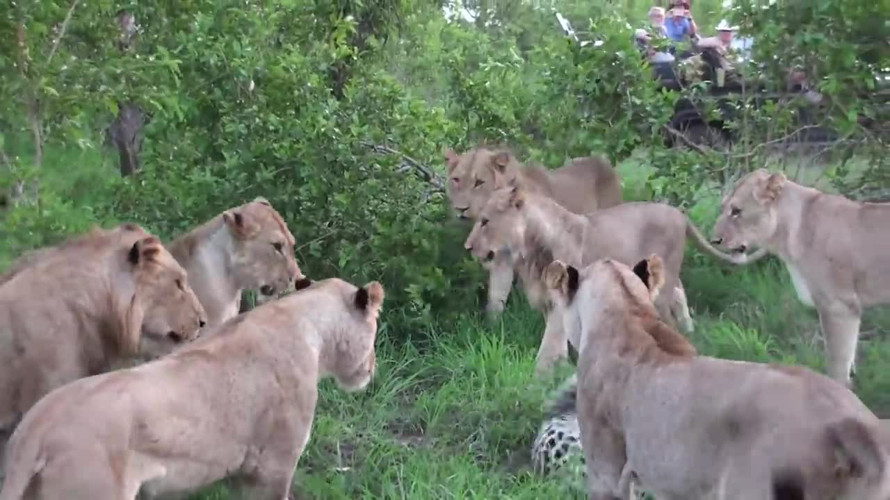 12 LIONS attack LEOPARD!