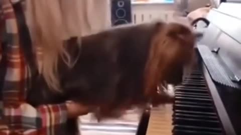 Funny, Animals, Funniest Animals, Funny Videos