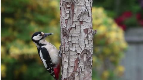 Woodpecker