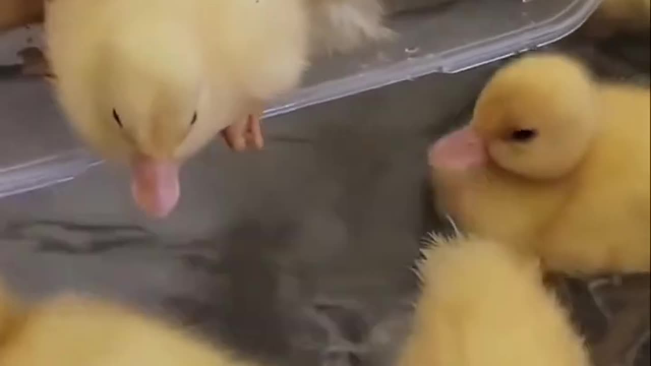 Baby ducks