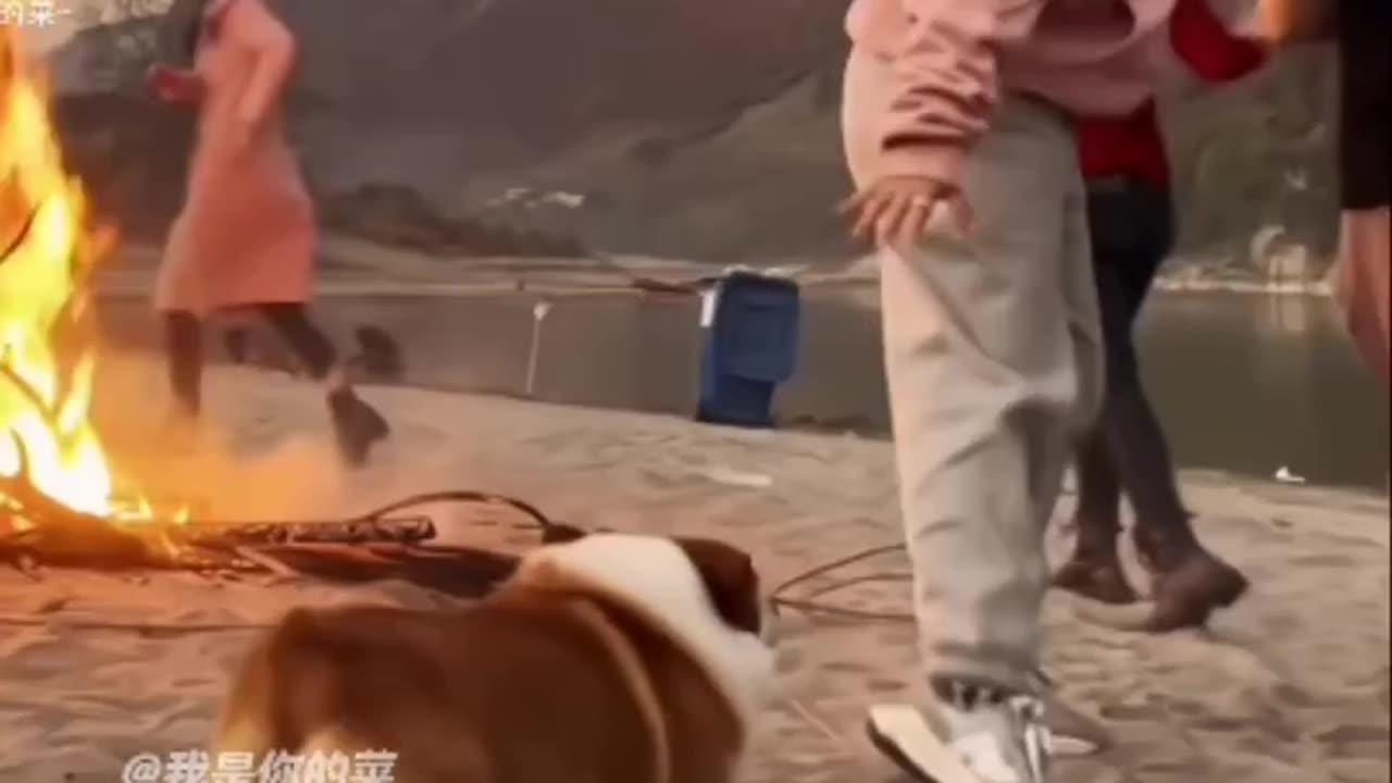 Funny dog video