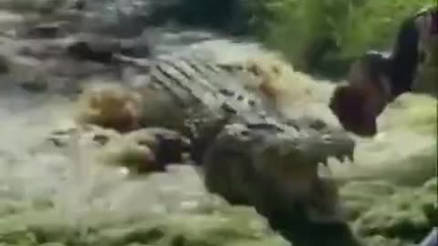 a hungry crocodile