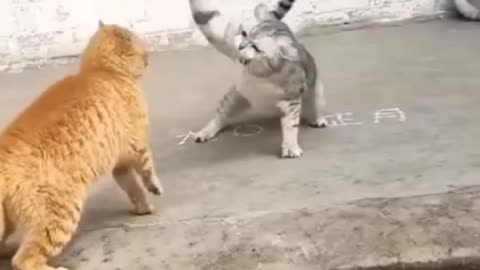 Cats slap hard to another cat 😺😂😂