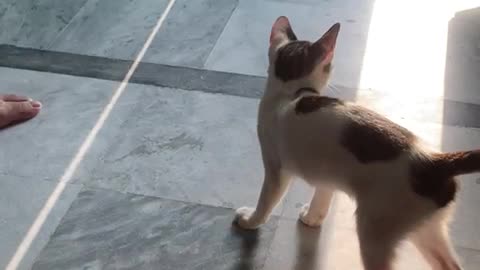 Funny cat doing fun