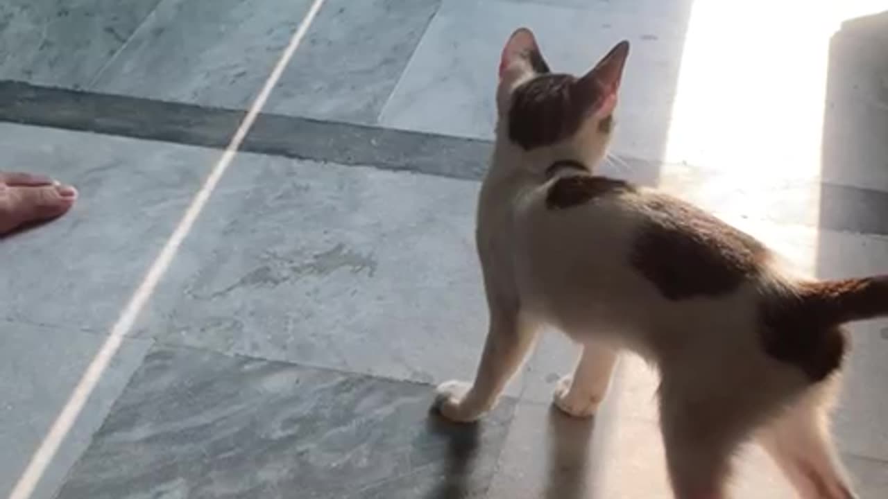 Funny cat doing fun