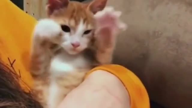 Funny cat collection, watch and laugh again