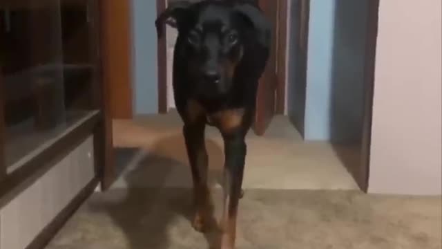 This dog will walk in slow motion and then scare his owner