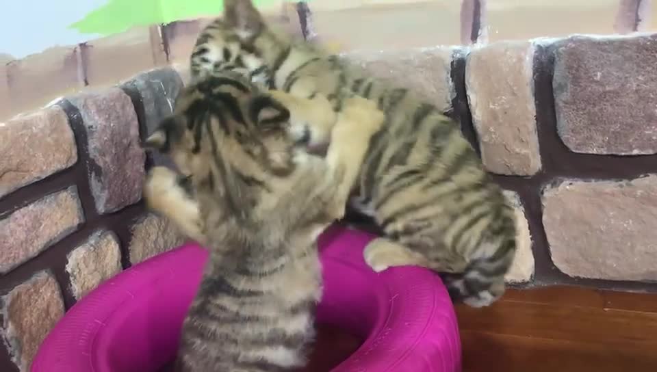 Don't you want to see the cubs in the Year of the Tiger
