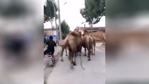 Camel