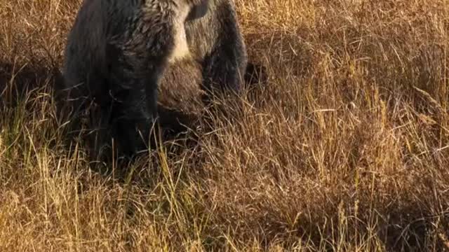 Finishing up my 6thseasonworking with bears in the Greater Yellowstone Ecosystem.