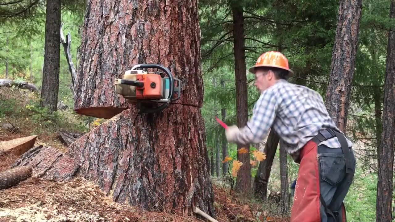 Falling a Large Sugar Pine Goes Bad with a Gust of Wind