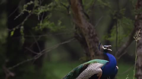 Peacock 🦚