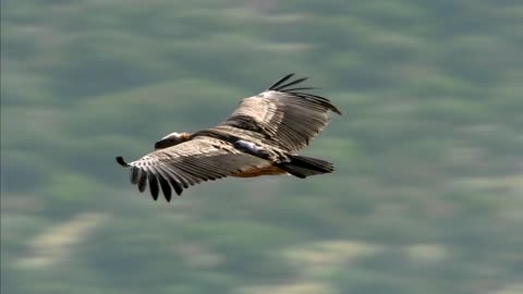 The Owl in flight