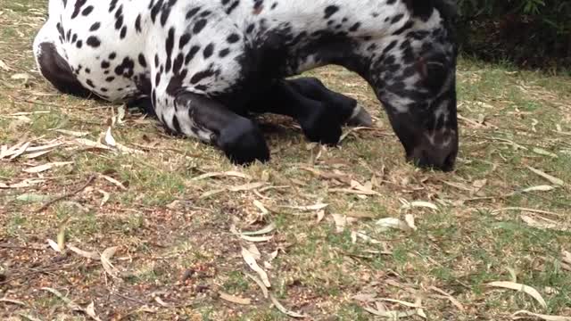 Foal’s Legs Too Long to Eat the Grass