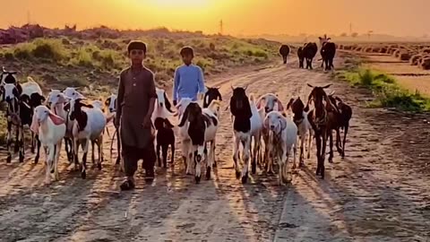 evening vibes of village