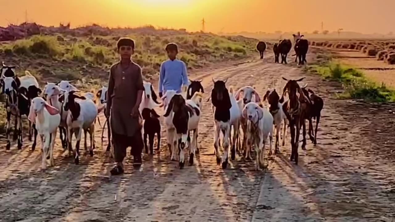 evening vibes of village