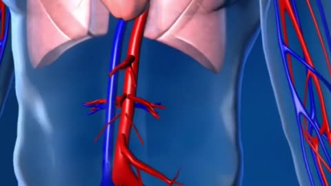 Blood Flow in the Human Body