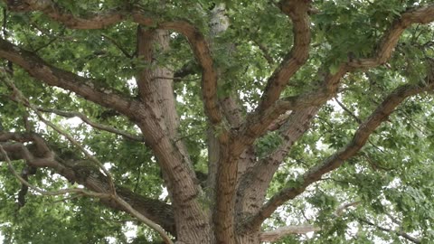 The sound of biodiversity Nature soundscapes at Knepp trailer Natural History Museum