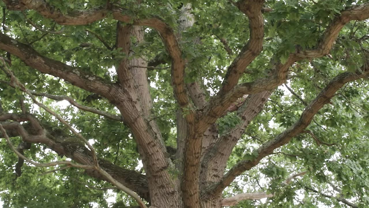 The sound of biodiversity Nature soundscapes at Knepp trailer Natural History Museum