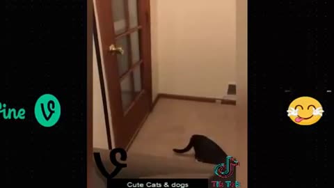 Best_Funny_Animal_Videos_Of_The_2023_🤣_-_Funniest_Cats_And_Dogs_Videos_😺😍😂🐶_Funny_cat_&_dog_videos_