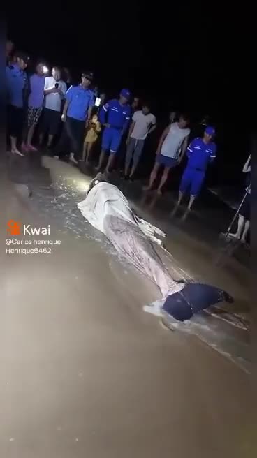 MERMAID BEACHED ON THE SIDE OF THE SEA LIVE PEOPLE INSTEAD OF HELPING JUST FILMING