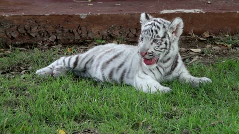 Cute White Animals - Adorable Snowy Creatures from Around the World