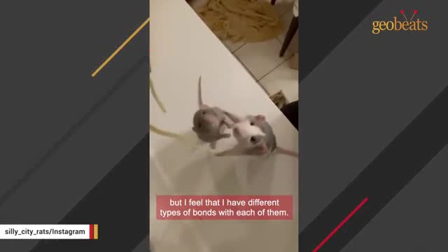 Woman brings home a rat and discovers he's just like a puppy_Cut