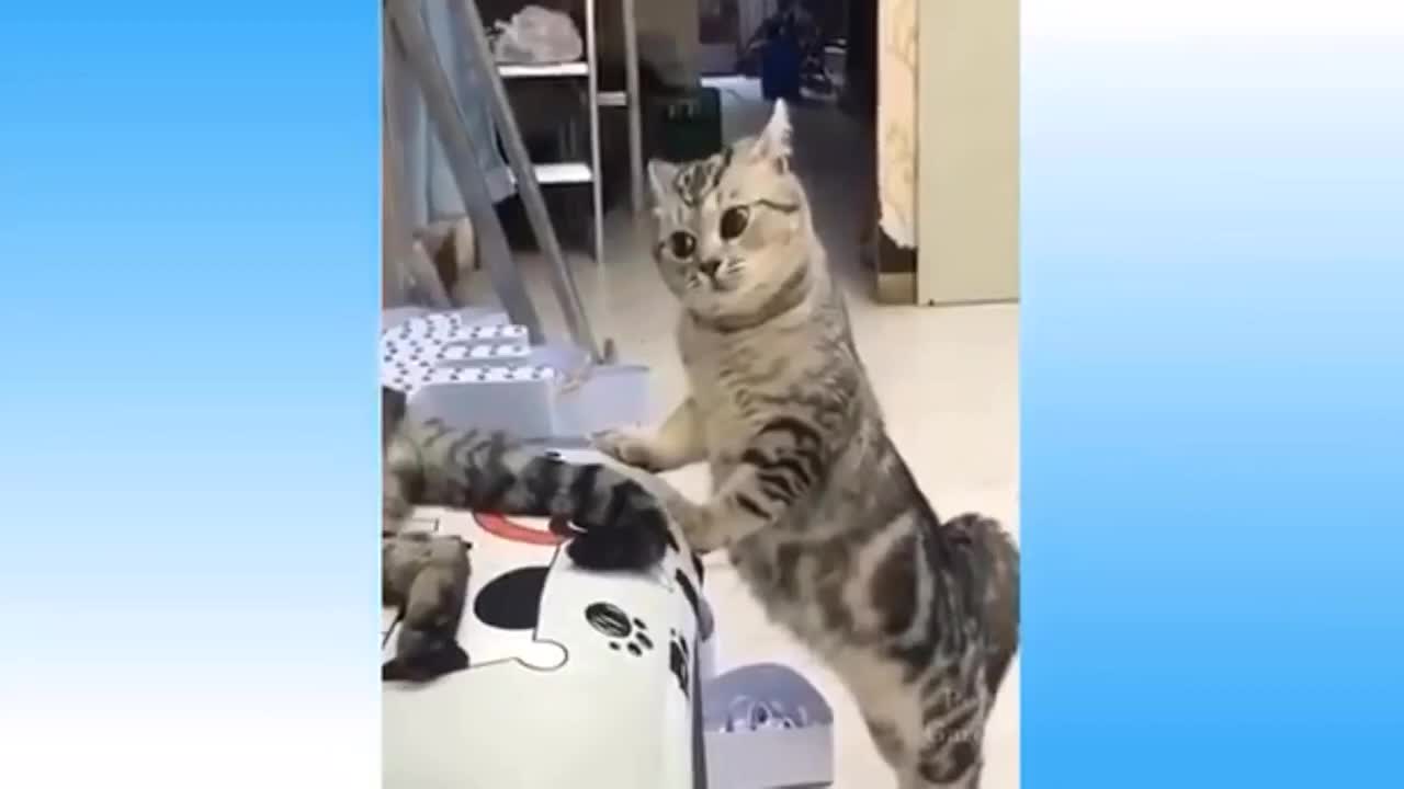 funny cats