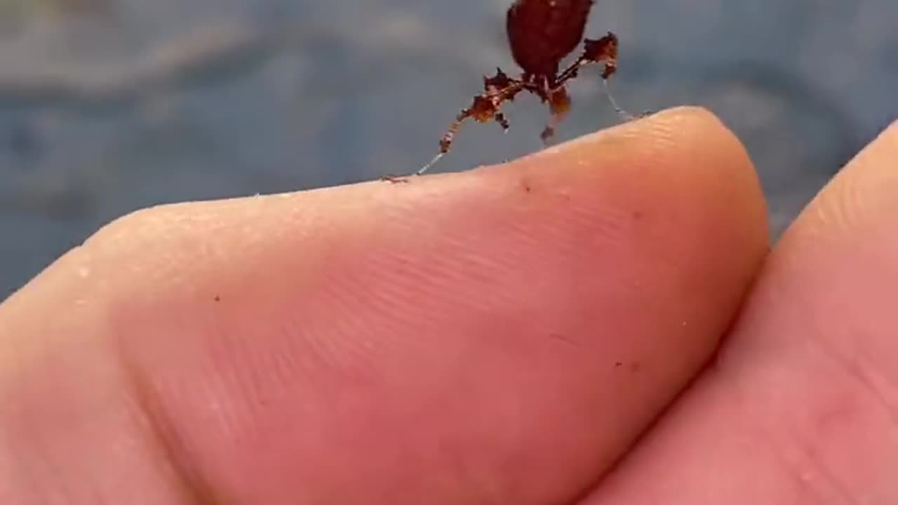 This is a baby dragon mantis