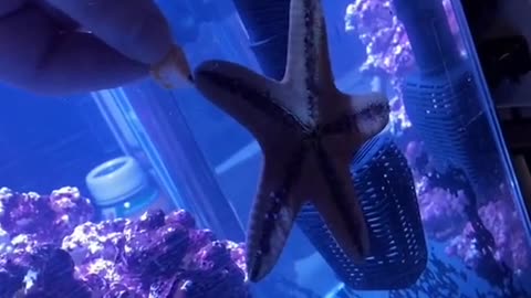 Starfish Snacks on Shrimp