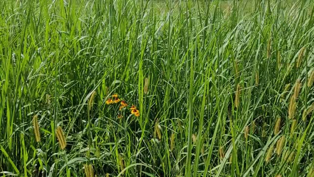 grass field blowing in the wind