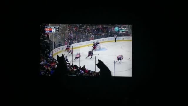 Kittens enjoy watching hockey