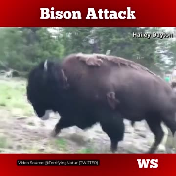 9-year-old girl tossed violently by charging bison