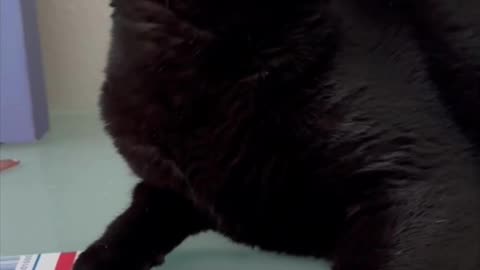 Adopting a Cat from a Shelter Vlog - Cute Precious Piper Demonstrates Her Neck Exercises #shorts