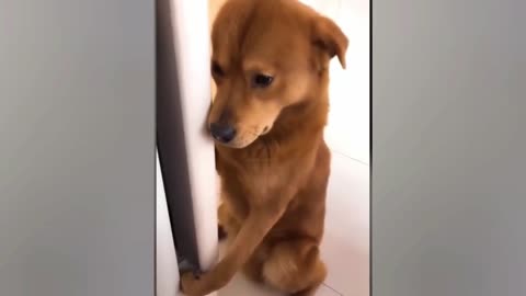 Cute Dog Is Getting Scolded By His Owner